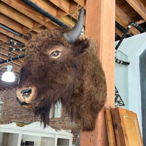 Harold’s Place Buffalo Head