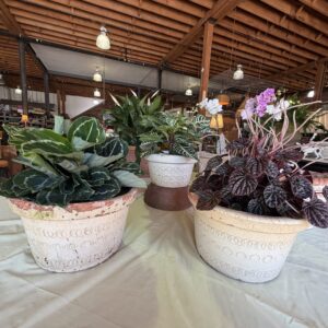 French Garden White Washed and Scallop Terracotta Planters