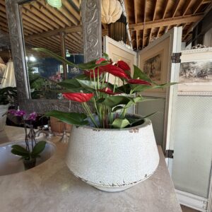Vintage Terracotta Crackle Planter